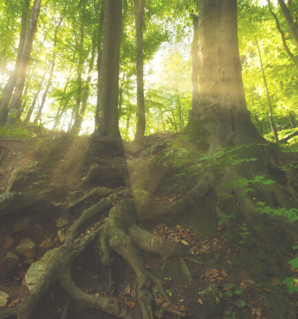 old tree